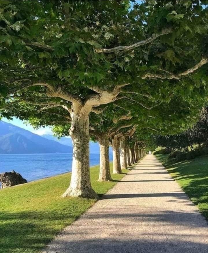 GSvetlana98's tweet image. Jezero Komo
#drvoredplatana #zelenilo #divnapriroda