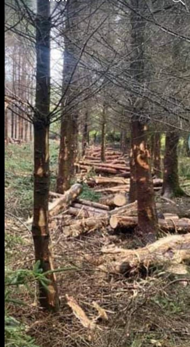 ben clinch tweet media