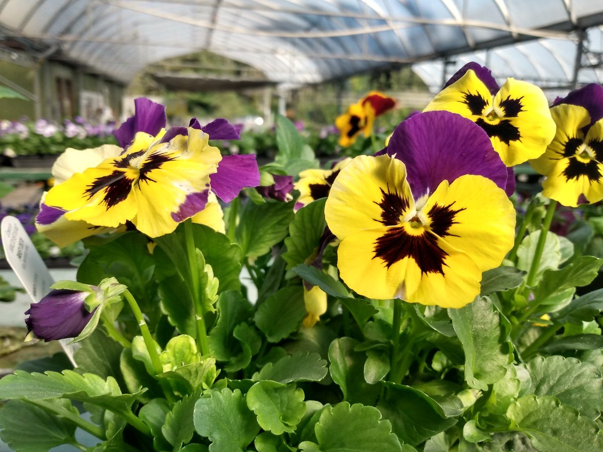 graciouslymo's tweet photo. Winding up blooming for this year.
#lastbloom https://t.co/8QpewMCIRM