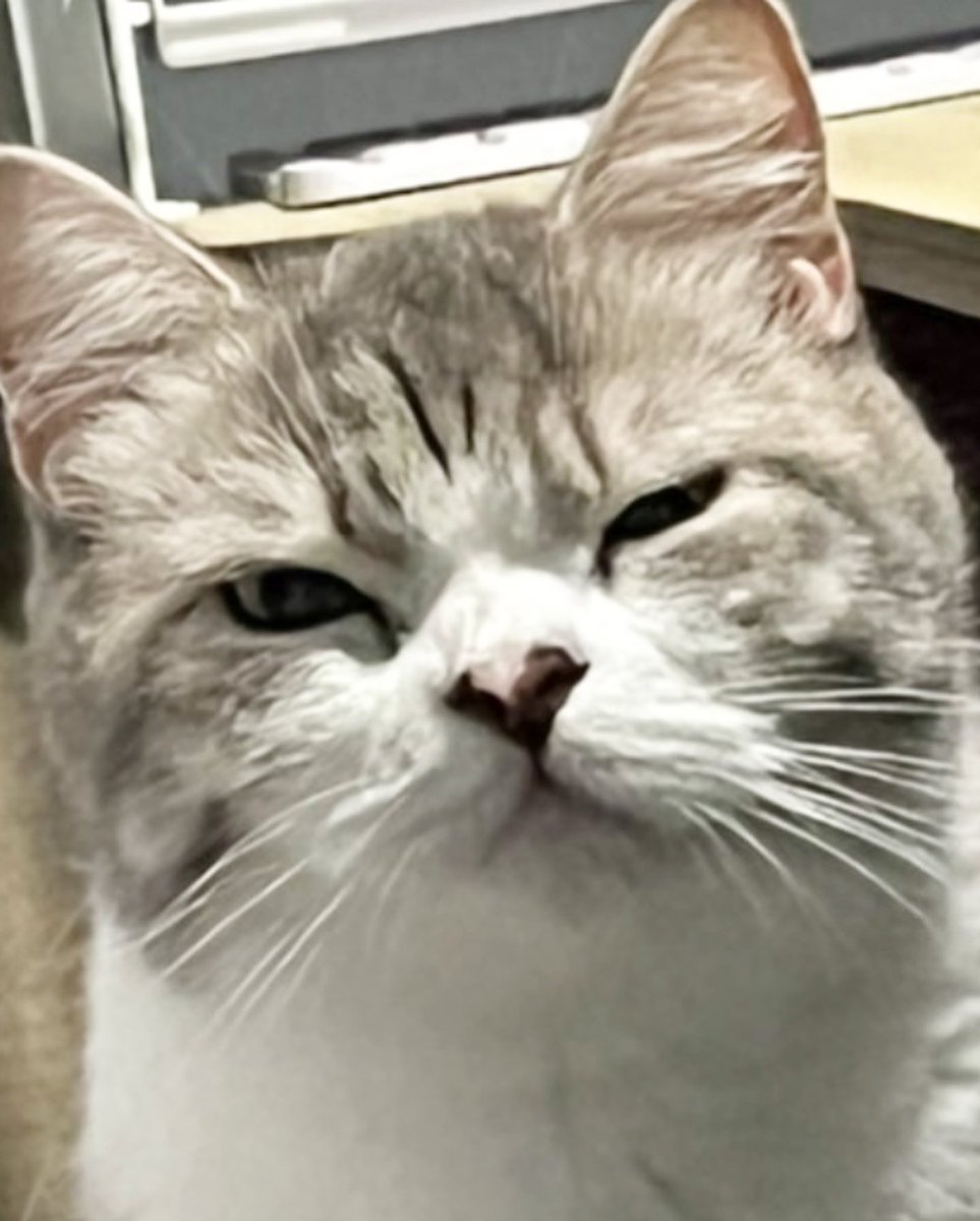 tuangok_meow tweet picture