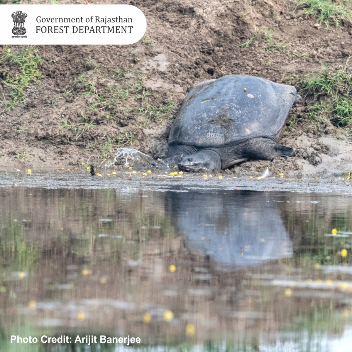 ForestRajasthan's tweet photo. राजस्थान में पाए जाने वाले लगभग 94 सेंटीमीटर तक बड़े #GangesSoftshellTurtle नम भूमि के जैविक कचरे को नियंत्रित करने में सहयोगी हैं क्योंकि वह सड़े-गले मांस, जलीय वनस्पति, मछलियों और जल पक्षियों का शिकार करते हैं।
#Letthemlive #conservation #SaveLifeInWild #ForestDepartment https://t.co/3MzMsBS6zw