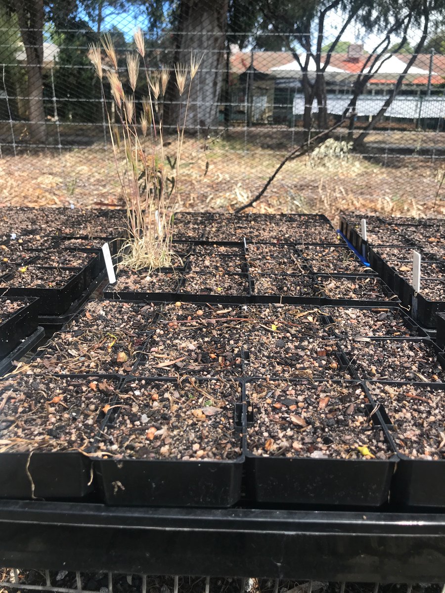 Barely grass final update of resistance in WA:
Intervix 3% 
SU’s 23%
Glyphosate 0%
Quizalofop 3%
Clethodim 6%

IMPORTANT: No multiple resistance (Group A and B stacked in field populations). Nowhere near what ryegrass can do!