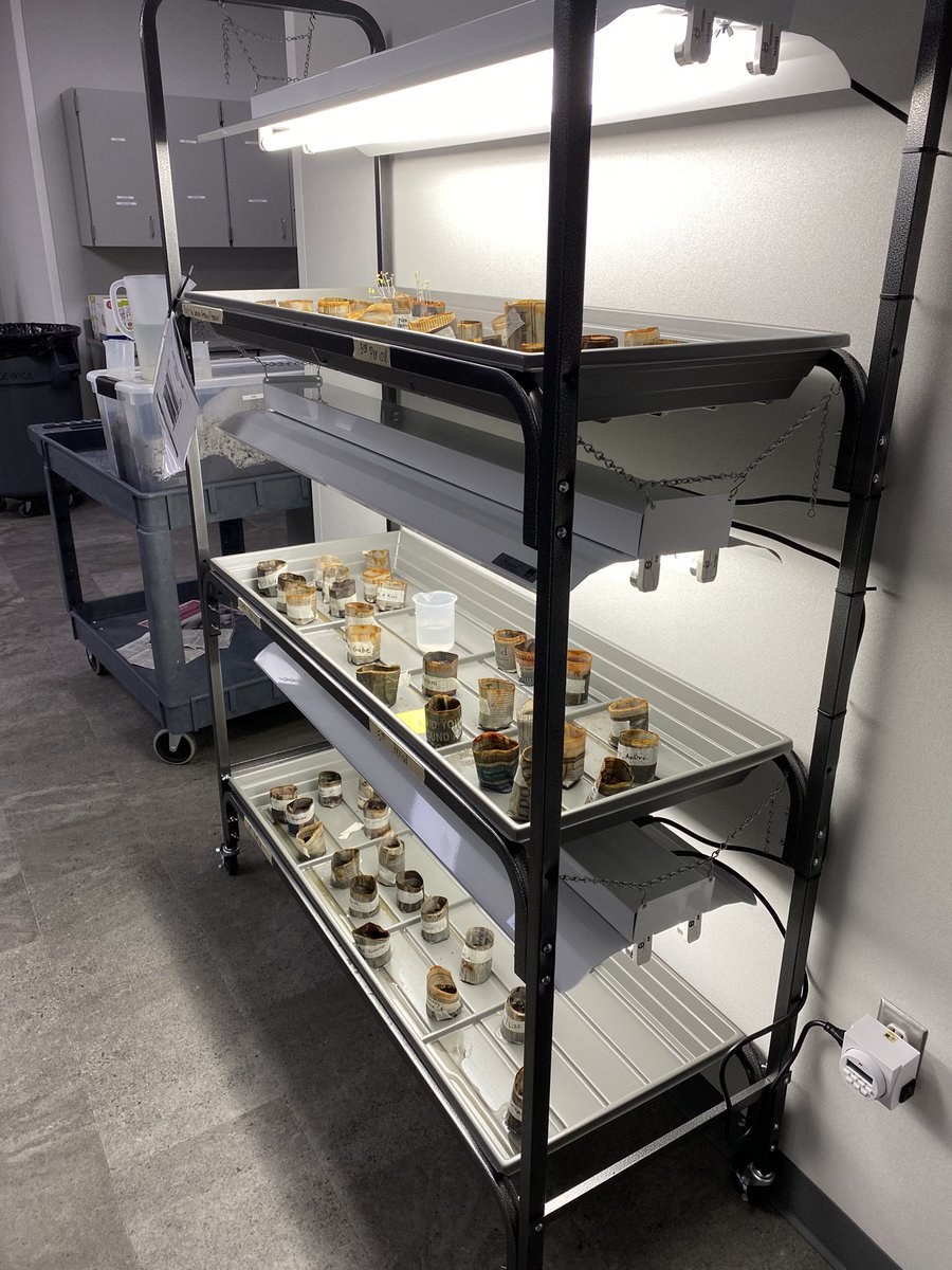 LindleyScience's tweet photo. We are starting to see some little sprouts!! #teampaetow #environmentalsystems https://t.co/0qMgfedG6p