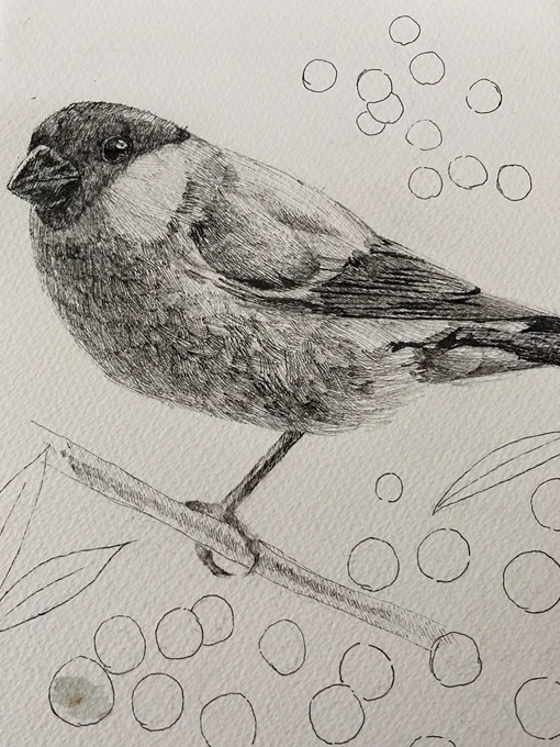 鳥(ウソ)を描きます! 