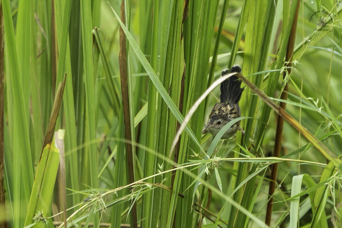 #GrasslandBirds Biggest threat for grassland birds is the Grassland itself.Shrinking habitat has made the “ Indian Grassbird” also “Near Threatened.A real skulker makes it  difficult 2 spot. #IndiAves #BirdsSeenIn2021 #ThePhotoHour #SonyAlpha #manasnationalpark #IncredibleIndia