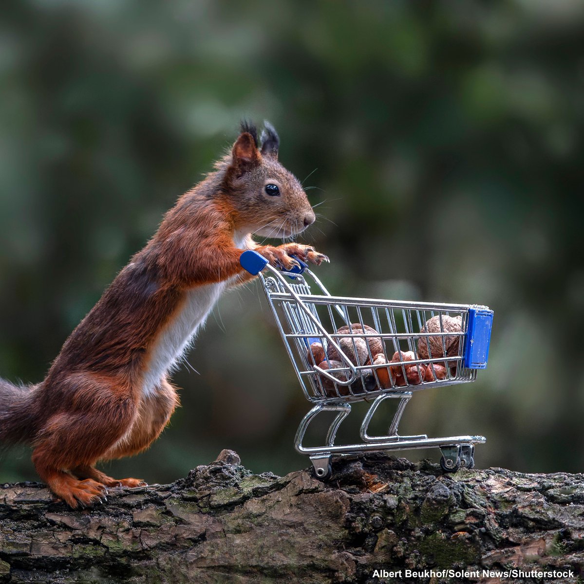 ABC's tweet photo. A photographer outside the Dutch city of Oss left out some tasty treats for this red squirrel—and a little shopping cart to carry them in. https://t.co/xvuo8lk5NP https://t.co/a1YlGWLgu4