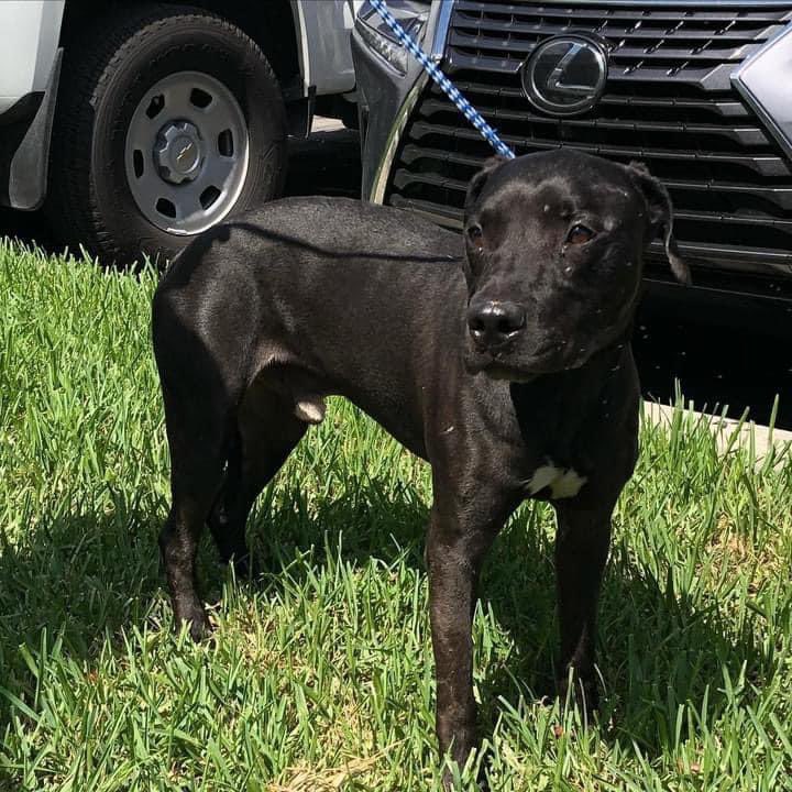 nasrene41's tweet photo. 10/26 #TREVOR dreams of a #ForeverHome! #Share #Pledge #FOSTER #Adopt #Rescue #SaveTREVOR #MDAS #SaveCharlieAct #CAPA #SARA https://t.co/KnqncxlGbE