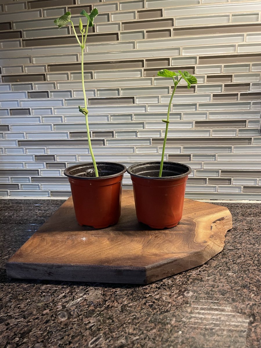 alilandry88's tweet photo. @missgrantQofH I think Jack might be paying us a visit soon 🌱 #plantlife #sciencelessons https://t.co/ILySHb77tR