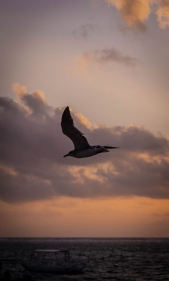 <a href="/omaralpuche/">omar alpuche leal</a> <a href="/AdelBasaldu/">Adel Basaldú</a> <a href="/AnestosoCristel/">Cristel Anestoso Fernandez</a> <a href="/anaid190967/">Diana Bravo García</a> <a href="/saori_rosel/">Saori Rosel</a> <a href="/SugeyCouoh/">Sugey Vargas Couoh</a> <a href="/RocioMa970428/">Rocio Maldonado</a> <a href="/DanielaSaucill3/">Daniela Saucillo</a> Buenas noches estimados amigos. <a href="/karenchan490/">Karen✨</a> @Alejand03722416 <a href="/yaxibi1/">Alondra Yaxibi Martínez Flores</a> <a href="/e_andrade1/">Ketty.Andrade Sanchez</a> <a href="/Ikka61690894/">Nancy Gutiérrez</a> <a href="/vas_castillo/">vas castillo</a> <a href="/_MariaRangel14/">Maria Rangel</a> <a href="/Marafer80631146/">Mafer Guerra</a> <a href="/gteissier/">Gabriela Teissier</a> <a href="/Jfla2021/">Jennifer Lopez</a> <a href="/JocelynSF4/">Jocelyn SF</a> <a href="/Namiibe/">Namibe Esquivel</a> <a href="/AnelYudith/">Anel Yudith Borges Medina</a> <a href="/LitzyGmezA/">Litzy Gómez Anestoso</a> <a href="/YulietteSoberan/">Yuliette Soberano</a> <a href="/ZapataNoveloAn1/">Zapata Novelo Ana Laura</a> <a href="/GuadalupeUitz1/">Guadalupe Uitz</a> <a href="/Luceli52195678/">Luceli</a>