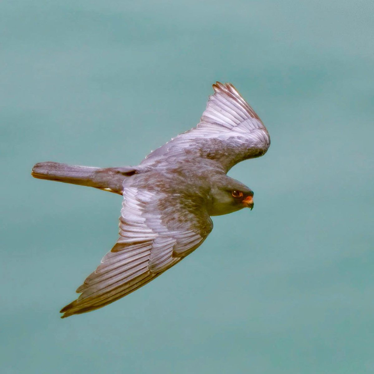 rupperrt's tweet image. Amur Falcon #dailybird #birdphotography #birds #TwitterNatureCommunity