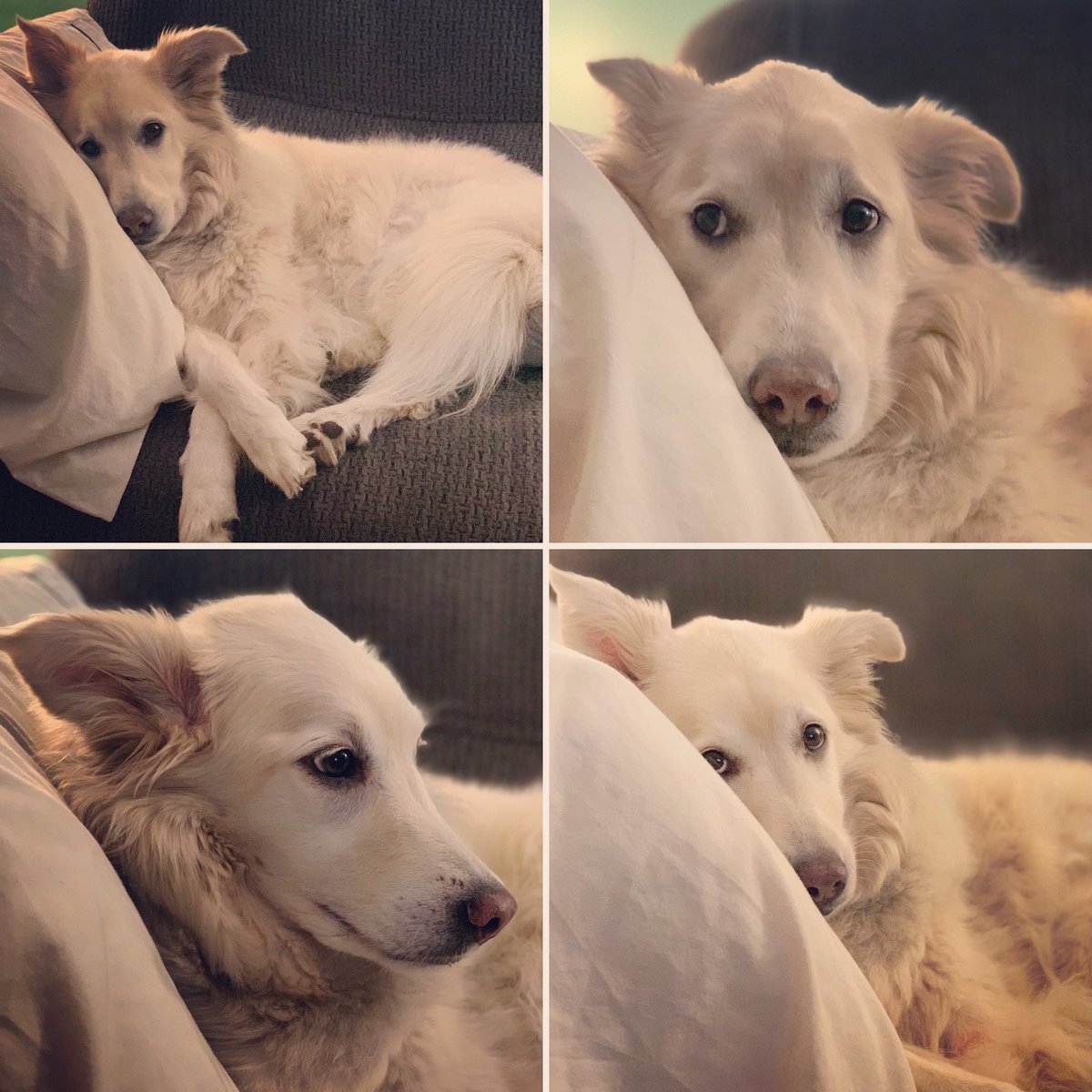sadie_424's tweet photo. Hi 👋🏼 frens! Iz a lazy night wif my pillow n mom thought I looked pretty. 🥰 https://t.co/Djgbpi0J31