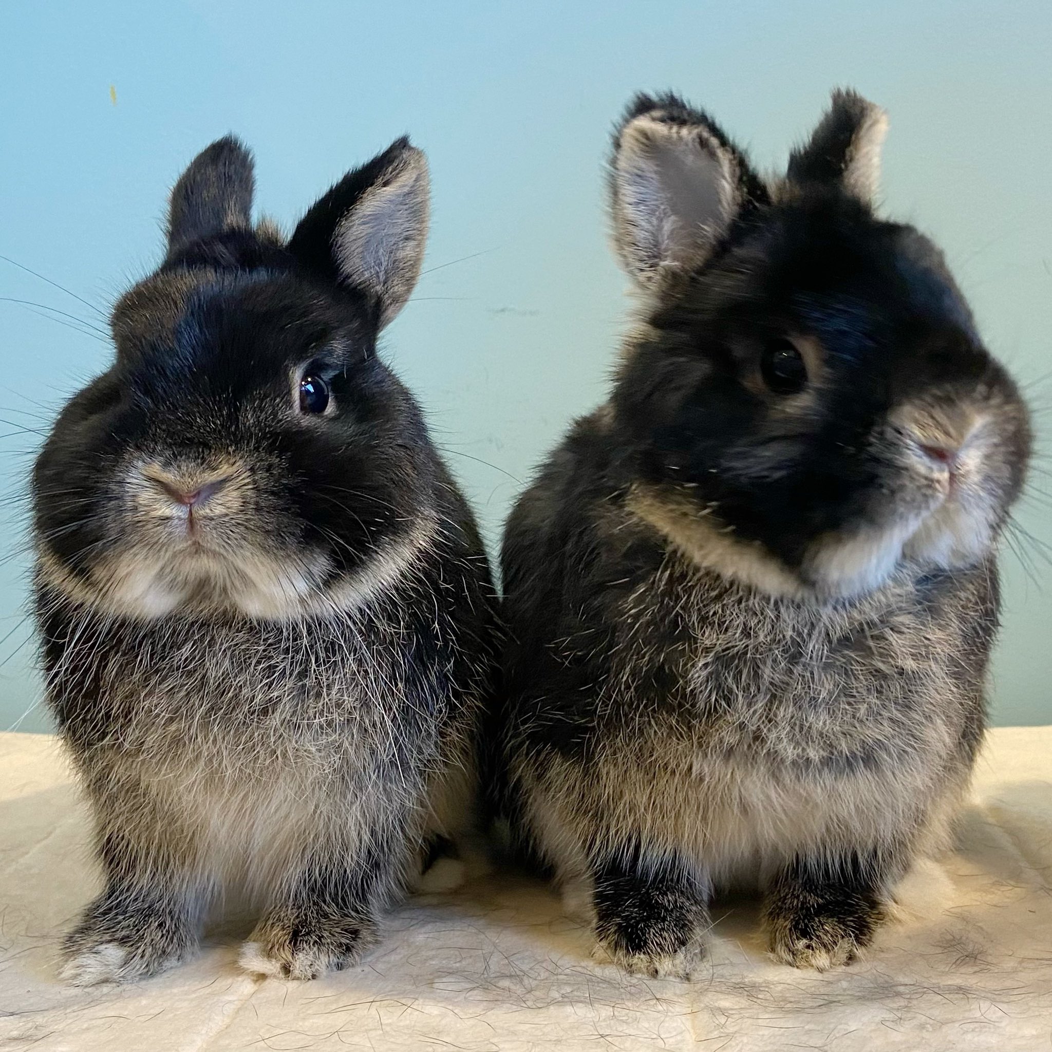 ラビッツ Rabbits Osaka Twitter