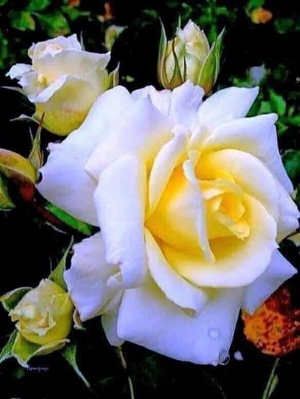♕Pretty Lady S 💎 (@silviadomi222g) on Twitter photo <a href="/ranasilvia63/">Luna OM</a> <a href="/ManishP78396947/">Manish Pardeshi</a> <a href="/ErmindoBustama2/">Ermindo-Bustamante.</a> <a href="/Silviadomi22G/">♕Lady in Red ❤</a> <a href="/henrirousseau12/">Henri Rousseau Lemery</a> <a href="/Chrissyhowell16/">Chrissyhowell🌸⚘🌺⚘</a> <a href="/Jetisky_F4F/">J༶e༶t༶i༶s༶k༶y༶ Follow you</a> <a href="/ThomsenKaleu/">🐍❤🐍 Ich will frei leben, ohne Todesimpfung</a> <a href="/EnriqueAbantoD6/">Enrique Abanto Díaz</a> <a href="/Maricar13753309/">Maricarmen</a> <a href="/surdomudo1/">Miguel Ángel💙🇦🇷SEGUIME Y TE SIGO 💕soy +42%</a> <a href="/AlexiaAnnuk/">ALEXIA</a> <a href="/RoxanaElidaaa/">૨ѳ×αทα</a> @Sandylisflor <a href="/Romy__Na/">Rσɱყ</a> #PRINCESSE
🌞💖🌞💖🌞
<a href="/Silviadomi22G/">♕Lady in Red ❤</a>
<a href="/henrirousseau12/">Henri Rousseau Lemery</a>
<a href="/Chrissyhowell16/">Chrissyhowell🌸⚘🌺⚘</a>
<a href="/Jetisky_F4F/">J༶e༶t༶i༶s༶k༶y༶ Follow you</a>
<a href="/ThomsenKaleu/">🐍❤🐍 Ich will frei leben, ohne Todesimpfung</a>
<a href="/EnriqueAbantoD6/">Enrique Abanto Díaz</a>
<a href="/Maricar13753309/">Maricarmen</a>
<a href="/surdomudo1/">Miguel Ángel💙🇦🇷SEGUIME Y TE SIGO 💕soy +42%</a>
<a href="/ErmindoBustama2/">Ermindo-Bustamante.</a>
<a href="/AlexiaAnnuk/">ALEXIA</a>
<a href="/RoxanaElidaaa/">૨ѳ×αทα</a>
@Sandylisflor
<a href="/Romy__Na/">Rσɱყ</a>
<a href="/Silviadomi222g/">♕Pretty Lady S 💎</a>
Sigan a todos y dar RT
🌷🎇🌷🎇🌷🎇 <a href="/ranasilvia63/">Luna OM</a> <a href="/ManishP78396947/">Manish Pardeshi</a> <a href="/ErmindoBustama2/">Ermindo-Bustamante.</a> <a href="/Silviadomi22G/">♕Lady in Red ❤</a> <a href="/henrirousseau12/">Henri Rousseau Lemery</a> <a href="/Chrissyhowell16/">Chrissyhowell🌸⚘🌺⚘</a> <a href="/Jetisky_F4F/">J༶e༶t༶i༶s༶k༶y༶ Follow you</a> <a href="/ThomsenKaleu/">🐍❤🐍 Ich will frei leben, ohne Todesimpfung</a> <a href="/EnriqueAbantoD6/">Enrique Abanto Díaz</a> <a href="/Maricar13753309/">Maricarmen</a> <a href="/surdomudo1/">Miguel Ángel💙🇦🇷SEGUIME Y TE SIGO 💕soy +42%</a> <a href="/AlexiaAnnuk/">ALEXIA</a> <a href="/RoxanaElidaaa/">૨ѳ×αทα</a> @Sandylisflor <a href="/Romy__Na/">Rσɱყ</a> #PRINCESSE
🌞💖🌞💖🌞
<a href="/Silviadomi22G/">♕Lady in Red ❤</a>
<a href="/henrirousseau12/">Henri Rousseau Lemery</a>
<a href="/Chrissyhowell16/">Chrissyhowell🌸⚘🌺⚘</a>
<a href="/Jetisky_F4F/">J༶e༶t༶i༶s༶k༶y༶ Follow you</a>
<a href="/ThomsenKaleu/">🐍❤🐍 Ich will frei leben, ohne Todesimpfung</a>
<a href="/EnriqueAbantoD6/">Enrique Abanto Díaz</a>
<a href="/Maricar13753309/">Maricarmen</a>
<a href="/surdomudo1/">Miguel Ángel💙🇦🇷SEGUIME Y TE SIGO 💕soy +42%</a>
<a href="/ErmindoBustama2/">Ermindo-Bustamante.</a>
<a href="/AlexiaAnnuk/">ALEXIA</a>
<a href="/RoxanaElidaaa/">૨ѳ×αทα</a>
@Sandylisflor
<a href="/Romy__Na/">Rσɱყ</a>
<a href="/Silviadomi222g/">♕Pretty Lady S 💎</a>
Sigan a todos y dar RT
🌷🎇🌷🎇🌷🎇