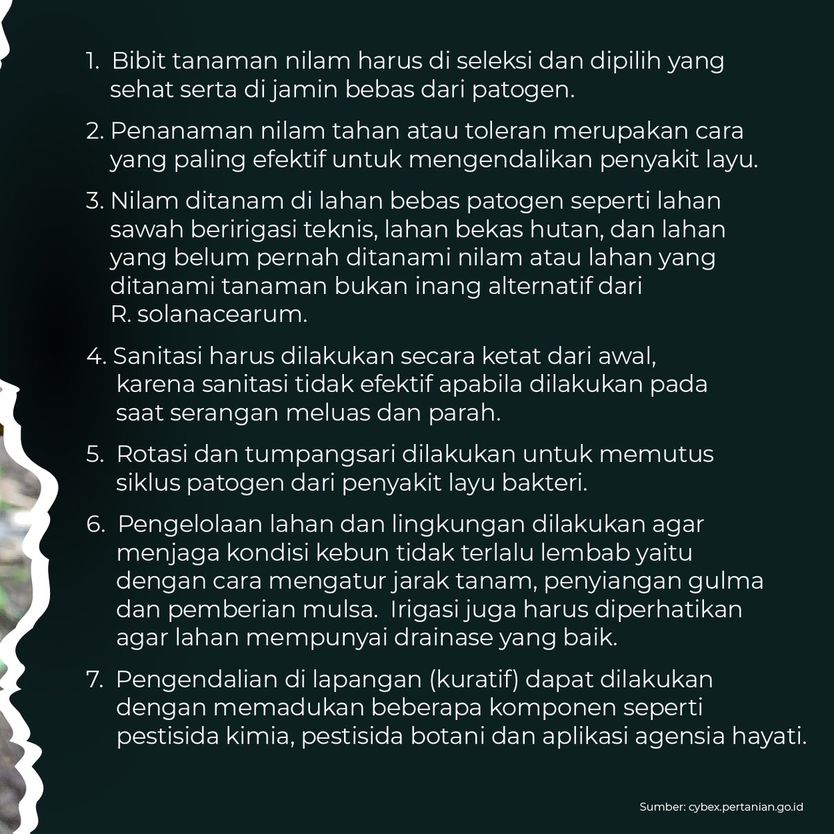 _kangkebon's tweet photo. Indonesia sebagai pemasok utama minyak nilam dunia (90%), tetapi dari segi produktivitas dan mutu, nilam Indonesia masih rendah.  

Yuk coba kita perhatikan cara agar meningkatkan kualitas tanaman nilam☺🌱

#nilam #indonesia #pertanian #perkebunan #komoditasperkebunan https://t.co/RnJLK3jSr2