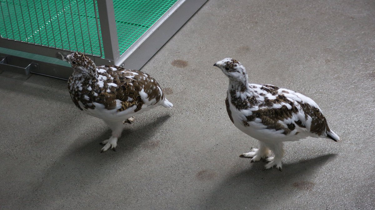 タグ ライチョウ の注目ツイート メガとんトラック