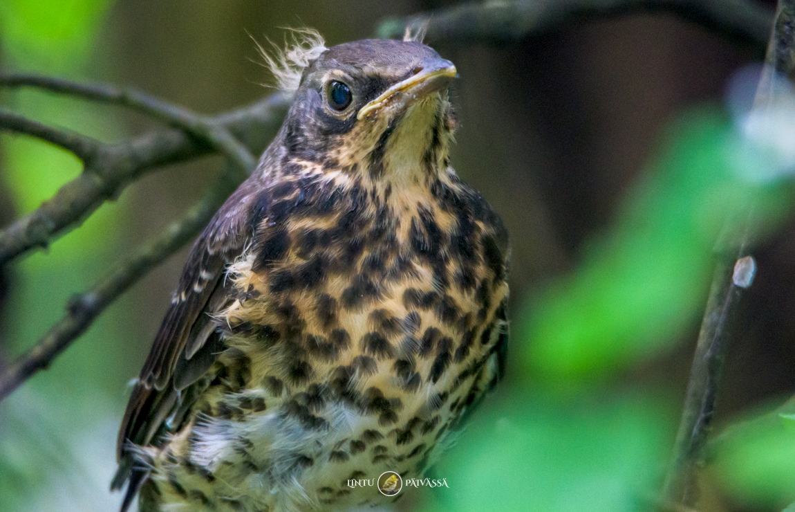 #Räkättirastas #Björktrast #Fieldfare #TurdusPilaris