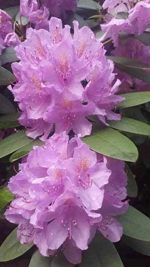 ♕Pretty Lady S 💎 (@silviadomi222g) on Twitter photo <a href="/RosaTrunk/">Rosa</a> <a href="/SergioA60798547/">Sergio</a> <a href="/virgyane/">Luz Mary.</a> <a href="/ranasilvia63/">Luna OM</a> <a href="/Rosana_Fava/">rosanafava 60K🌸</a> <a href="/sitaravirgo/">$ÎTÂRÂ_$TAR💫🌟</a> <a href="/glenton123/">Mark Glenton/ Mindfrontiers🤵🧐</a> <a href="/WALLI27/">Jhon f perez🎶🎸🚵☯</a> <a href="/tadayokun73/">🍃🌛EzDo.ONE🚩🍃 ◽◻⬜¦¦🌺</a> <a href="/Chrissyhowell16/">Chrissyhowell🌸⚘🌺⚘</a> @moiraek <a href="/ThomsenKaleu/">🐍❤🐍 Ich will frei leben, ohne Todesimpfung</a> <a href="/KatanaHugo/">Alessandro ⚓️ NO DM</a> @GRAHAM15583070 <a href="/tripletsfan19/">Rick</a> <a href="/Jetisky_F4F/">J༶e༶t༶i༶s༶k༶y༶ Follow you</a> <a href="/HildaLobaton/">Hilda Lobaton</a> <a href="/jet_new/">ⓙⓝ ʝɛt_ռɛա</a> <a href="/henrirousseau12/">Henri Rousseau Lemery</a> <a href="/SSscoop475/">❤Scott S Cooper❤</a> #PRINCESSE🌺
<a href="/ranasilvia63/">Luna OM</a>
<a href="/virgyane/">Luz Mary.</a>
<a href="/RosaTrunk/">Rosa</a>
<a href="/Rosana_Fava/">rosanafava 60K🌸</a>
<a href="/sitaravirgo/">$ÎTÂRÂ_$TAR💫🌟</a>
<a href="/glenton123/">Mark Glenton/ Mindfrontiers🤵🧐</a>
<a href="/WALLI27/">Jhon f perez🎶🎸🚵☯</a>
<a href="/tadayokun73/">🍃🌛EzDo.ONE🚩🍃 ◽◻⬜¦¦🌺</a>
<a href="/Chrissyhowell16/">Chrissyhowell🌸⚘🌺⚘</a>
@moiraek
<a href="/ThomsenKaleu/">🐍❤🐍 Ich will frei leben, ohne Todesimpfung</a>
<a href="/SergioA60798547/">Sergio</a>
<a href="/KatanaHugo/">Alessandro ⚓️ NO DM</a>
#PRINCESSE <a href="/RosaTrunk/">Rosa</a> <a href="/SergioA60798547/">Sergio</a> <a href="/virgyane/">Luz Mary.</a> <a href="/ranasilvia63/">Luna OM</a> <a href="/Rosana_Fava/">rosanafava 60K🌸</a> <a href="/sitaravirgo/">$ÎTÂRÂ_$TAR💫🌟</a> <a href="/glenton123/">Mark Glenton/ Mindfrontiers🤵🧐</a> <a href="/WALLI27/">Jhon f perez🎶🎸🚵☯</a> <a href="/tadayokun73/">🍃🌛EzDo.ONE🚩🍃 ◽◻⬜¦¦🌺</a> <a href="/Chrissyhowell16/">Chrissyhowell🌸⚘🌺⚘</a> @moiraek <a href="/ThomsenKaleu/">🐍❤🐍 Ich will frei leben, ohne Todesimpfung</a> <a href="/KatanaHugo/">Alessandro ⚓️ NO DM</a> @GRAHAM15583070 <a href="/tripletsfan19/">Rick</a> <a href="/Jetisky_F4F/">J༶e༶t༶i༶s༶k༶y༶ Follow you</a> <a href="/HildaLobaton/">Hilda Lobaton</a> <a href="/jet_new/">ⓙⓝ ʝɛt_ռɛա</a> <a href="/henrirousseau12/">Henri Rousseau Lemery</a> <a href="/SSscoop475/">❤Scott S Cooper❤</a> #PRINCESSE🌺
<a href="/ranasilvia63/">Luna OM</a>
<a href="/virgyane/">Luz Mary.</a>
<a href="/RosaTrunk/">Rosa</a>
<a href="/Rosana_Fava/">rosanafava 60K🌸</a>
<a href="/sitaravirgo/">$ÎTÂRÂ_$TAR💫🌟</a>
<a href="/glenton123/">Mark Glenton/ Mindfrontiers🤵🧐</a>
<a href="/WALLI27/">Jhon f perez🎶🎸🚵☯</a>
<a href="/tadayokun73/">🍃🌛EzDo.ONE🚩🍃 ◽◻⬜¦¦🌺</a>
<a href="/Chrissyhowell16/">Chrissyhowell🌸⚘🌺⚘</a>
@moiraek
<a href="/ThomsenKaleu/">🐍❤🐍 Ich will frei leben, ohne Todesimpfung</a>
<a href="/SergioA60798547/">Sergio</a>
<a href="/KatanaHugo/">Alessandro ⚓️ NO DM</a>
#PRINCESSE