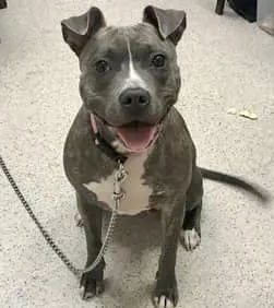 BEAUTIFUL SMILING BABY GIRL TABBY #128773, HEARTBROKEN AFTER BEING DUMPED, Now dies Thursday. This poor sweet puppy is scared, and needs love. Tabby can be trained and will be a great companion. Save her with pledges via @tomjumbogrumbo PLEASE RT TABBY! m.facebook.com/photo.php?fbid…