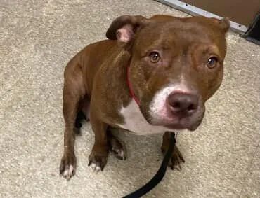 A NEW BABY MEANT QUEENIE #127243 HAD TO GO. SHE WILL BE KILLED ON THURSDAY. Beautiful Queenie is 4 years old. She was relaxed with kids in the home, but nervous at NYACC. Save her with pledges via @tomjumbogrumbo PLEASE RT QUEENIE! 
m.facebook.com/photo.php?fbid…