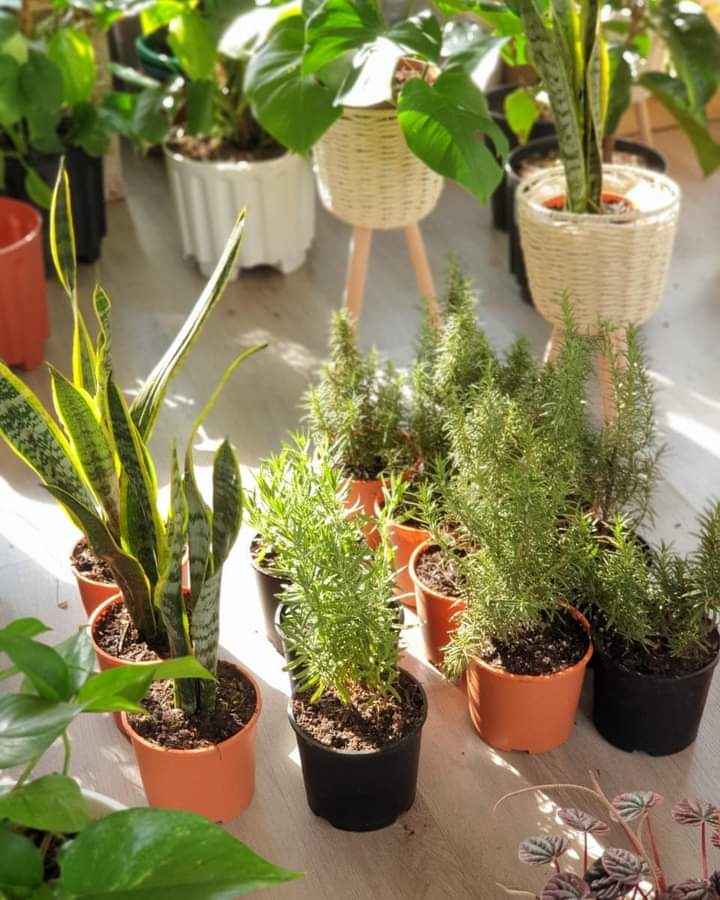 _Kyev's tweet image. Potted plants on sale; science has proven that snake plant, lavendar and rosemary plants repel mosquito. We are selling the threw at pocket Friendly prices, DM