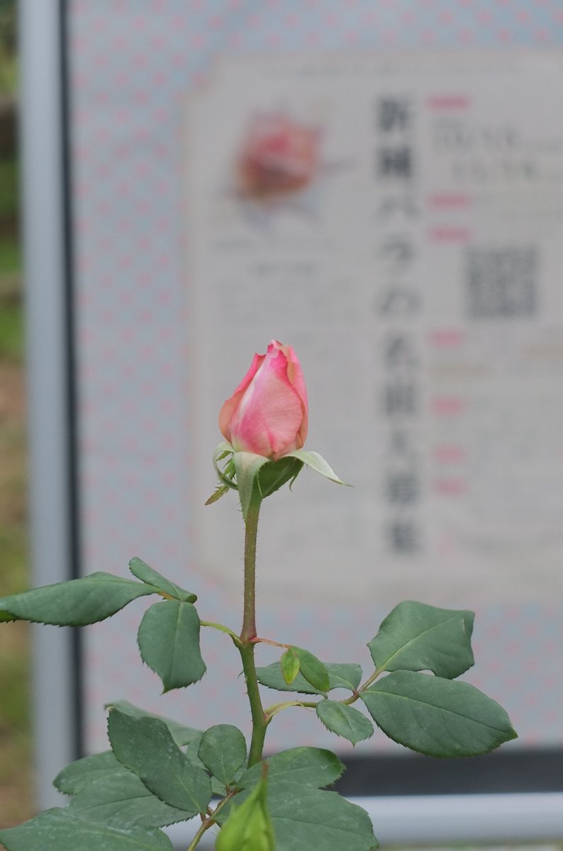 都立代々木公園 Parksyoyogi Twitter