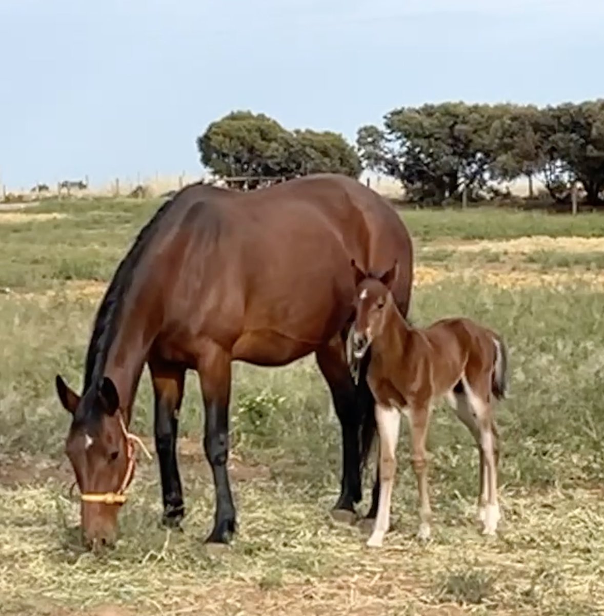 bolnora's tweet image. Poster Boy / Writteninpaynt Colt at Bolnora Breeding