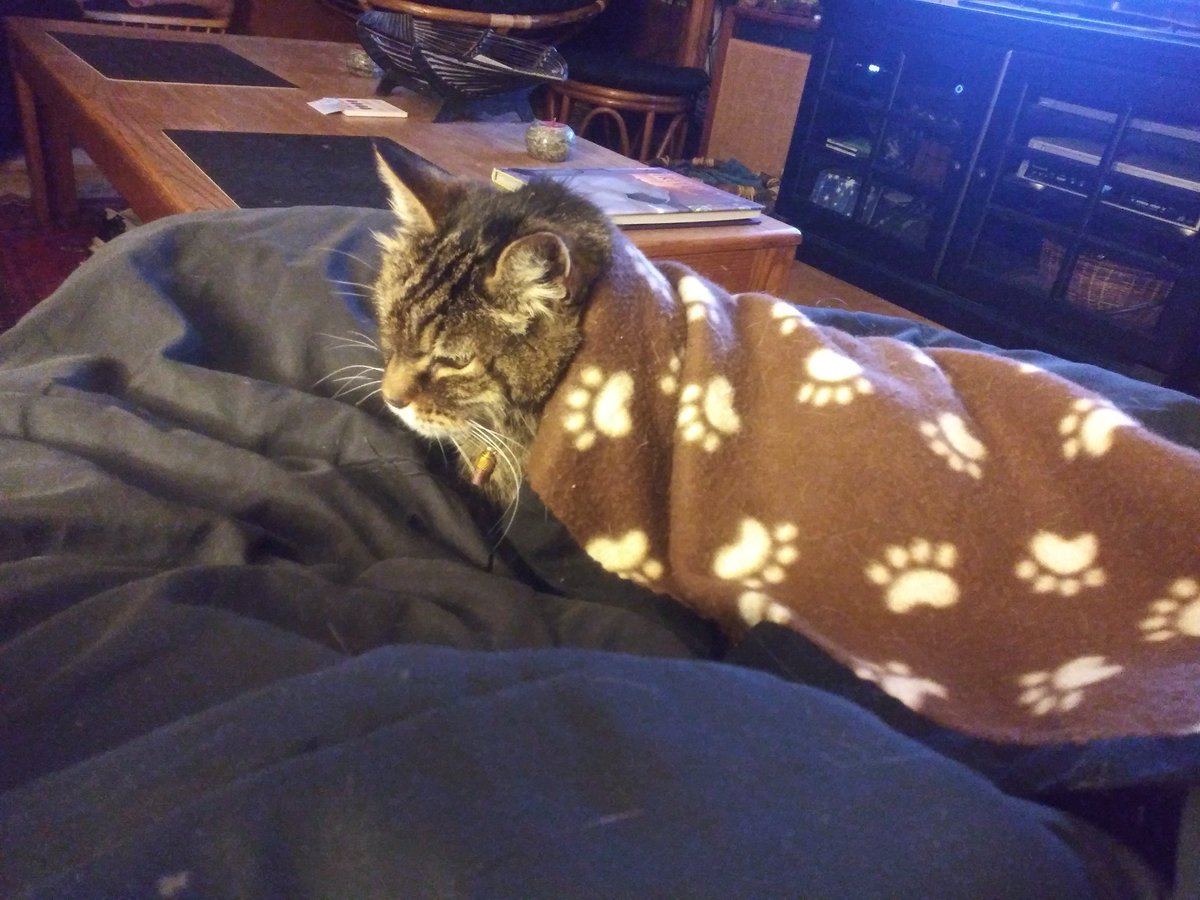 MrElsoCat tweet media