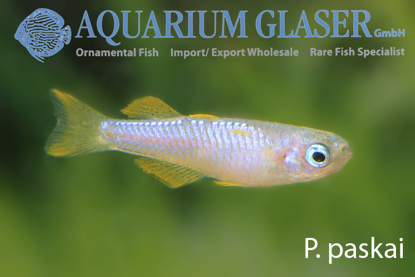 aquariumglaser's tweet photo. #Pseudomugil #paskai und P. #luminatus
find more details and pics @ https://t.co/kgExUnuDLM https://t.co/lzTXenHIvu