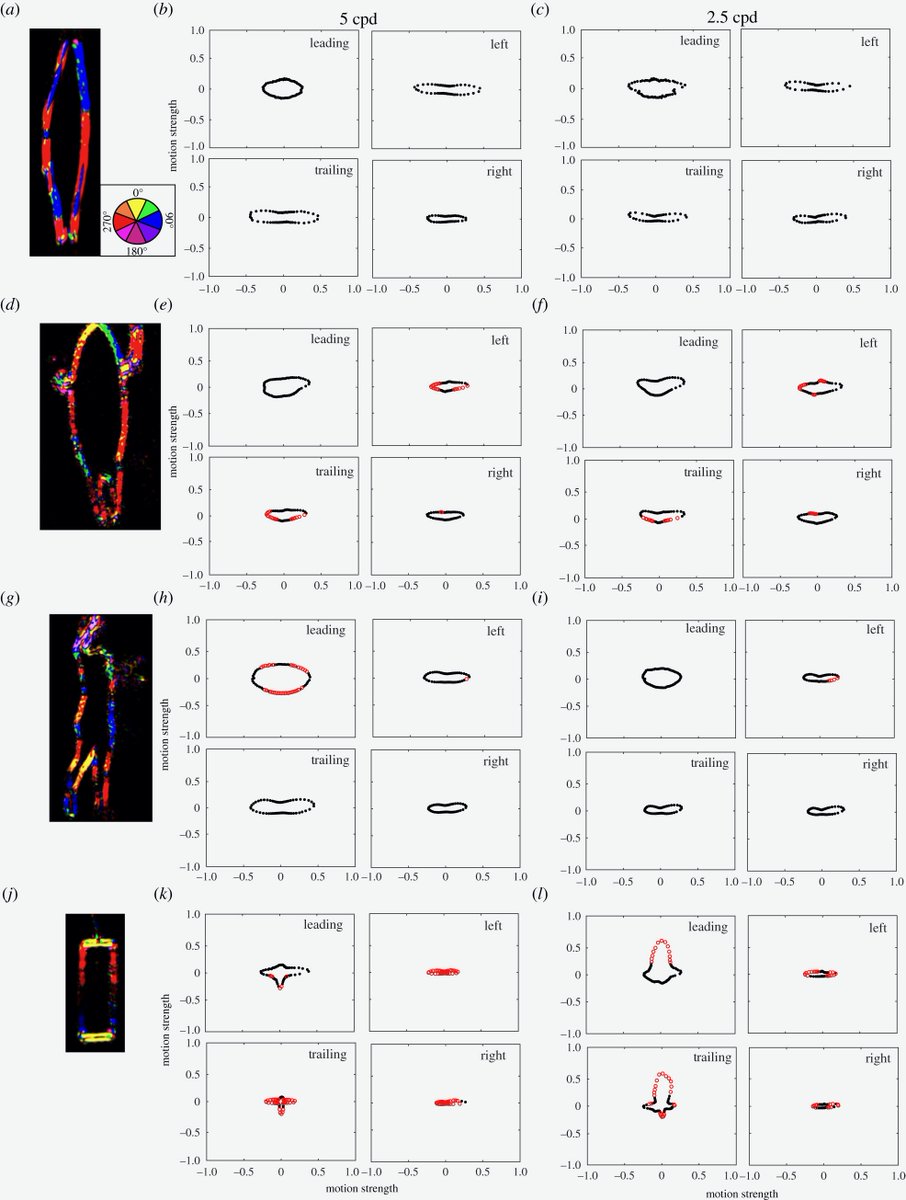 Our new paper, led by <a href="/lauraryansci/">lauraryansci</a>, shows the poor acuity of juvenile white #sharks means there is little visual distinction between seals &amp; humans, supporting the theory that mistaken identity results in some shark bites royalsocietypublishing.org/doi/10.1098/rs…
