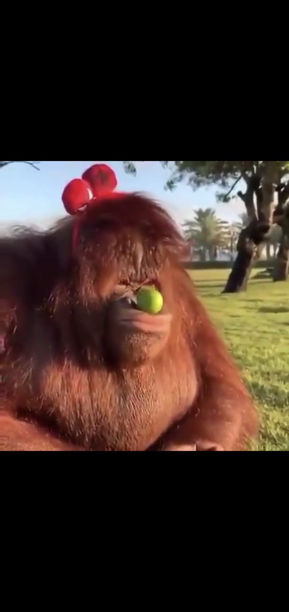colewburke's tweet photo. Orangutans are the best monkes because they can balance froots on their snoots.
Source: https://t.co/zyyUOWdlpa