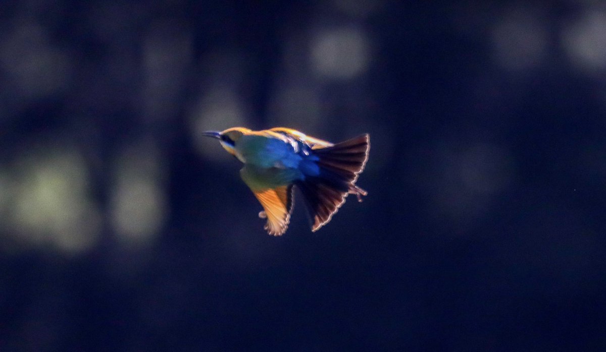 widdenstud's tweet photo. #widdenwednesday The vibrant colours of the Rainbow Bee-Eater by the Widden Creek #valleyofchampions https://t.co/Wy4ybGsoCu