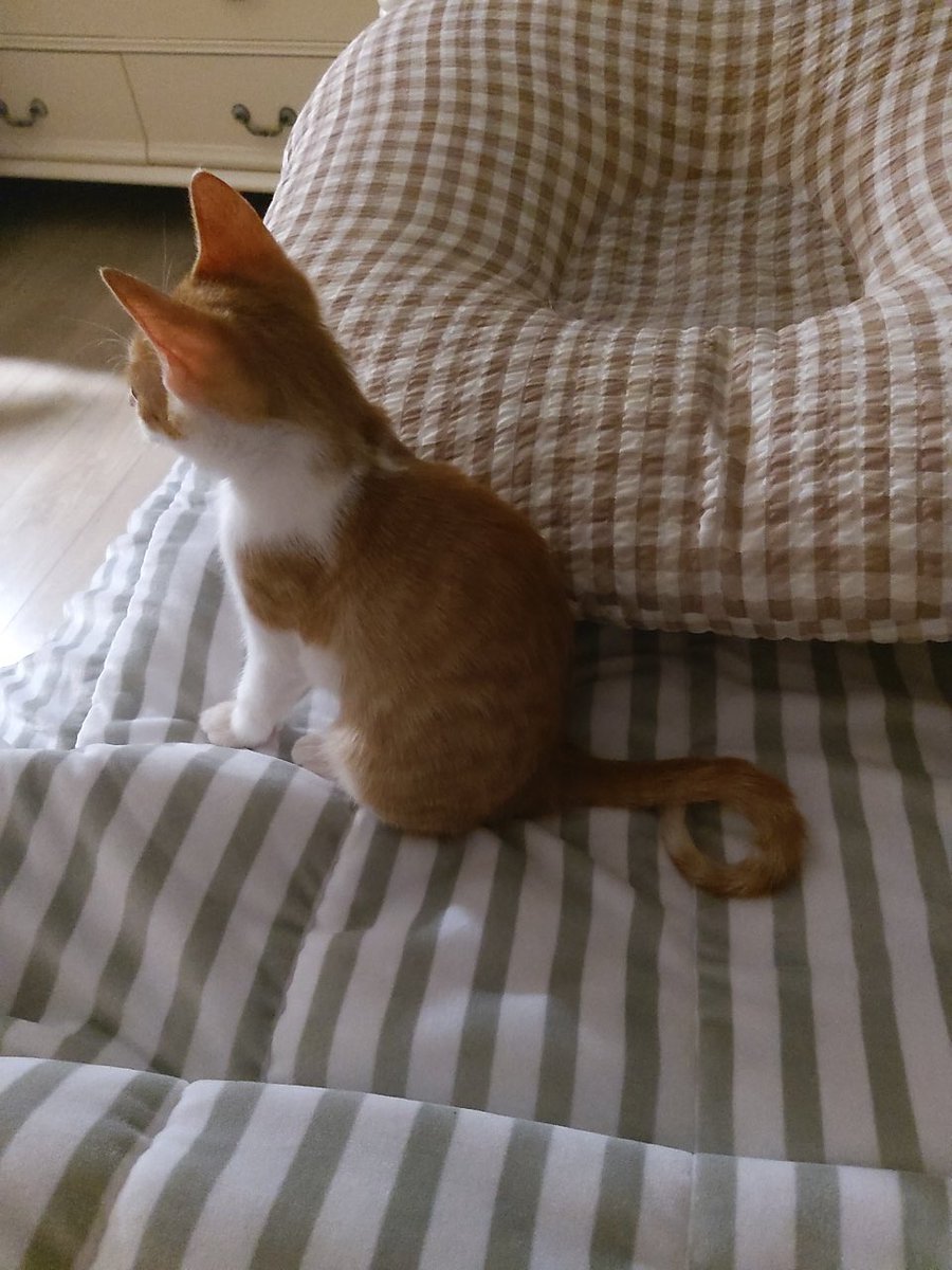 saintmillthecat's tweet photo. 밀이의 동구란 꼬랑지를 바주새여 귀얍죠! https://t.co/IGM7ZQ2Uks