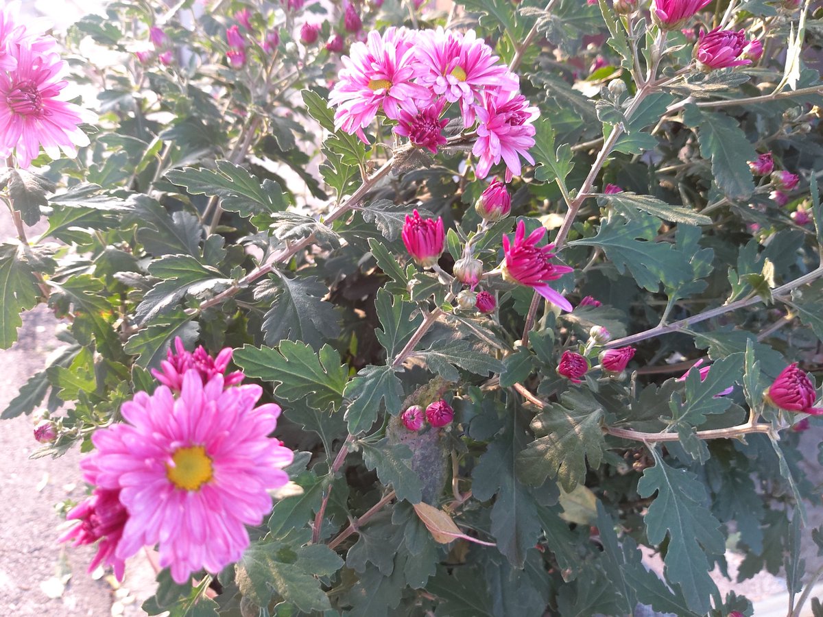 가을 국화~
넘 예뻐요