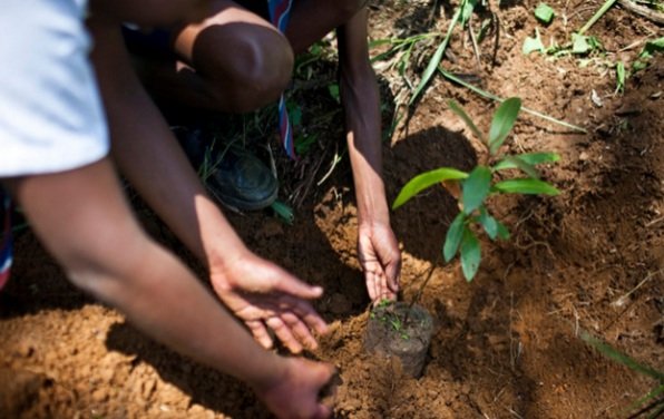AskMeGoGreen's tweet photo. Do you know that the simplest way to contribute towards climate change fight is to plant a tree?Those interested in tree plants please DM.
#Gogreenzambia
#Eatmoregreens
#Plantatree
#Climatechangefight https://t.co/EHHE4mRH7T