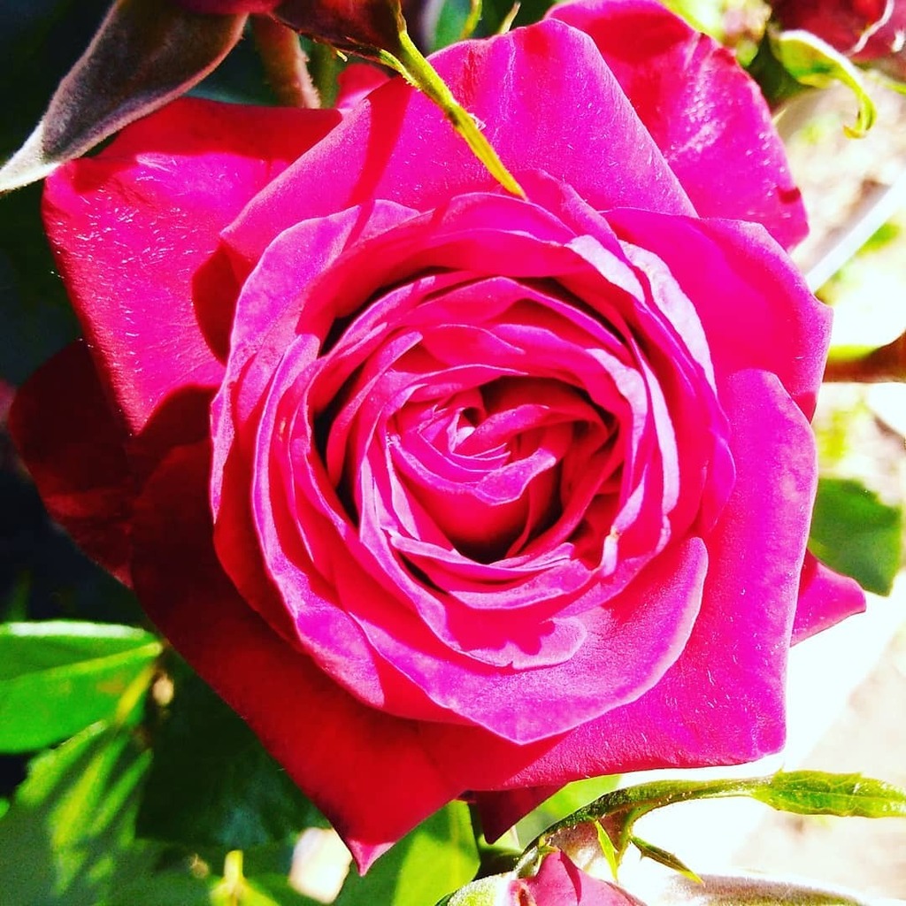 MelanieIfield's tweet photo. A flower for you, my friend. Because in these times of madness, contempt and aggression, a red rose can be a symbol of love, compassion and empathy.
Spread the love.
Be the love.
Be the love you would like to see in others.
.
#belove #bejoy #becompassion… https://t.co/iKARJrA4zl https://t.co/Z2h5iBa3H1
