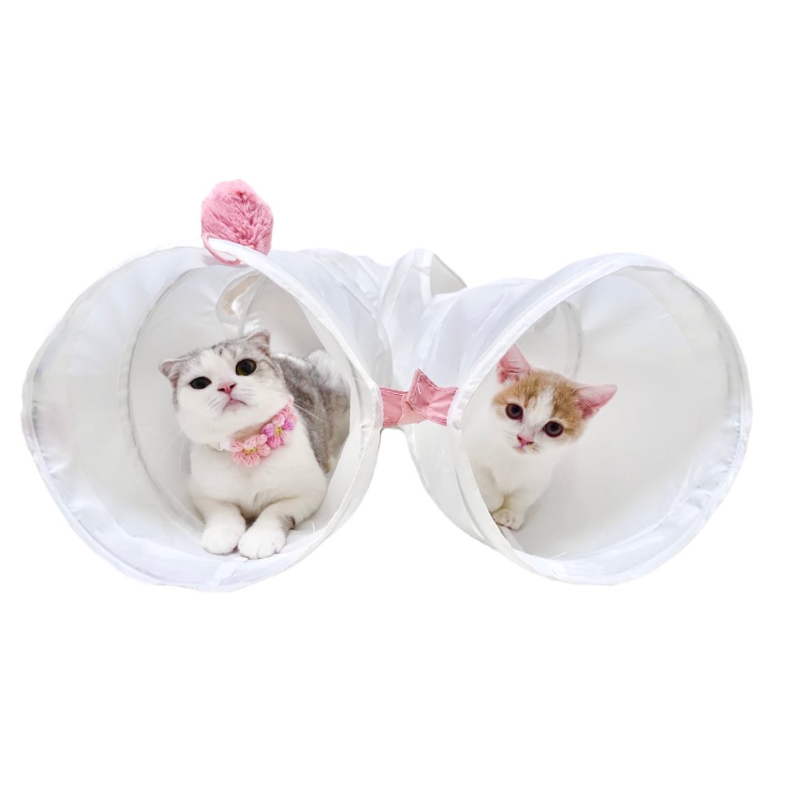 kawaii_ChocoMog's tweet photo. おかえり！してくれた🐱🐱 https://t.co/AXEVr0rPgp