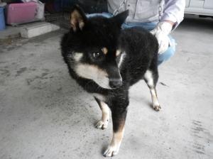 iWaFDUeWUTuqm9L's tweet image. 10/26迷子のワンちゃんが宮城県大和町吉岡天皇寺東で保護です