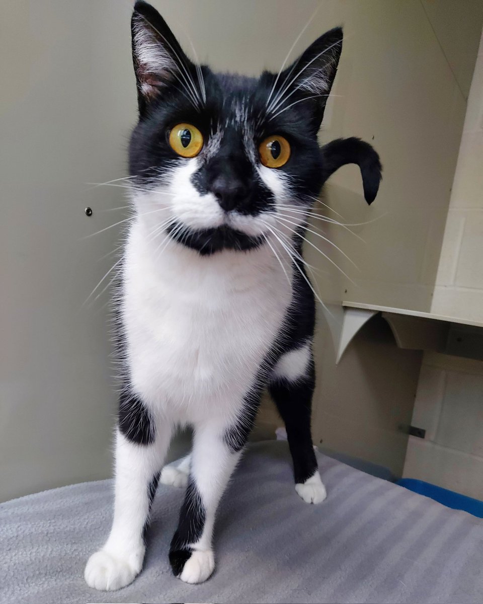 AnimalWythall's tweet photo. Gorgeous Freddie is still looking for his purrrfect forever home!
https://t.co/TEYcv7GM3V https://t.co/YB1TtjtUey
