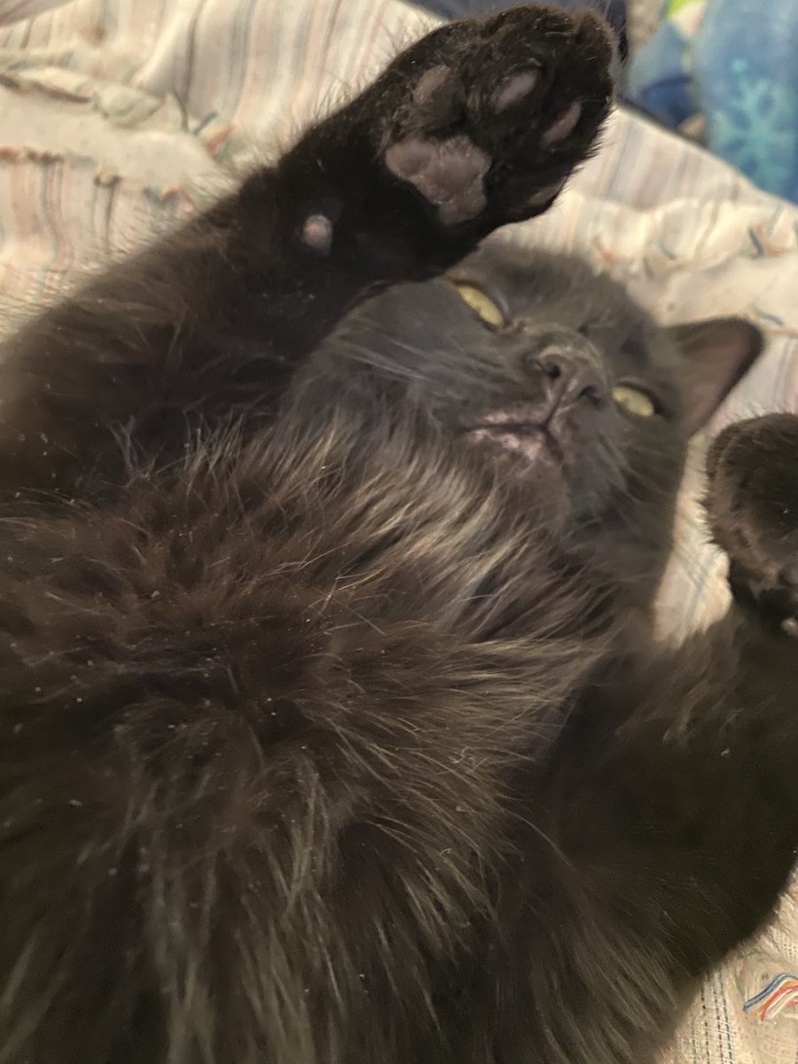 laterwhores's tweet photo. i was crying earlier before i remembered that’s exactly why i have a folder of exclusively hideous images of my cat https://t.co/2TTVq6hx35