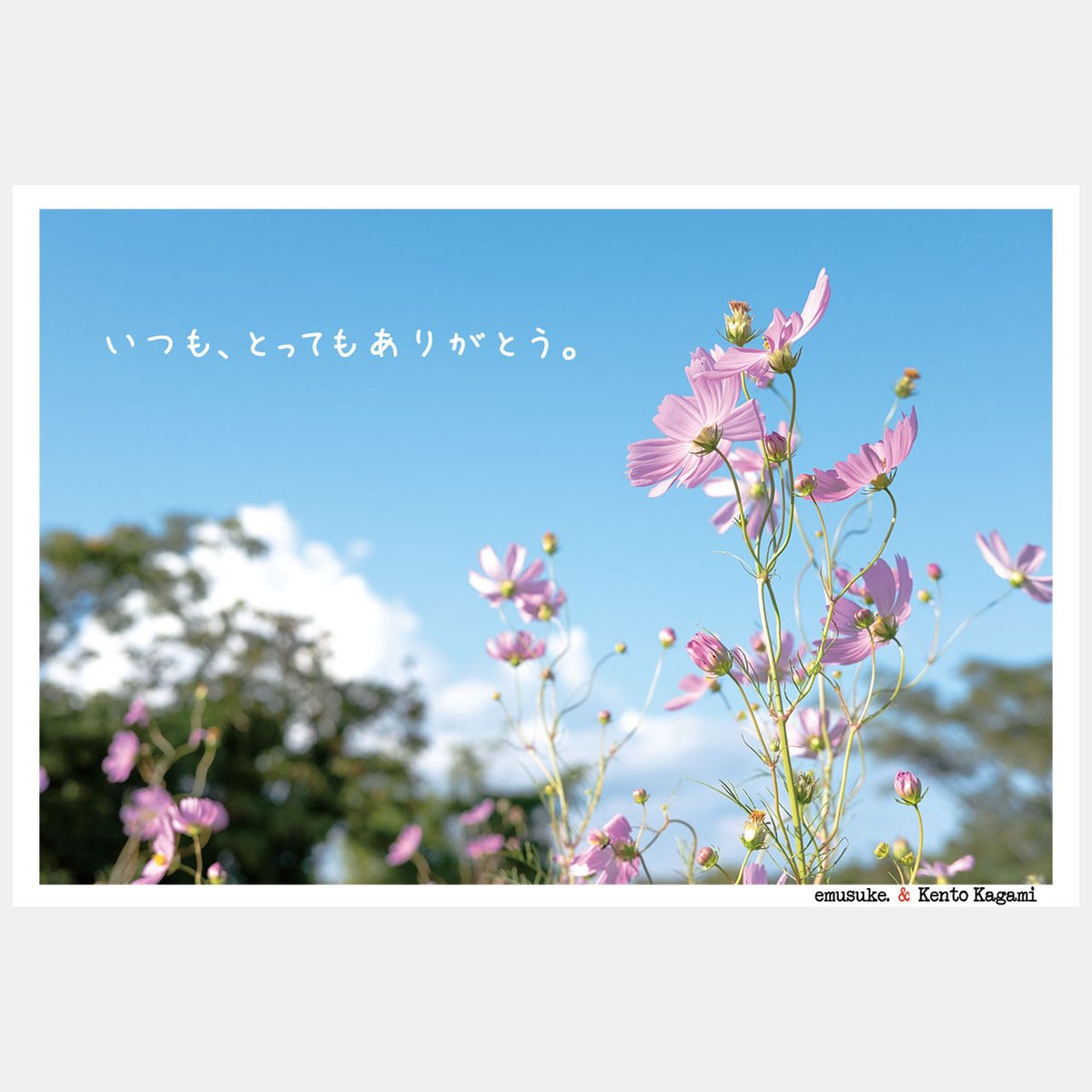 emu_and_k's tweet photo. 「いつも、とってもありがとう」
”秋にはいろんな想いがあるけど、コスモスを見ると楽しいことが起こりそうな気分になる。なんでだろう。”
ミニフォト はこちらで購入できます。
↓ ↓
https://t.co/tgkgQU47SE
#emusuke #写真 #photo
#ポストカード #miniphoto
#コスモス #秋 #想い出
#思い出 https://t.co/1aP0T7sIAj