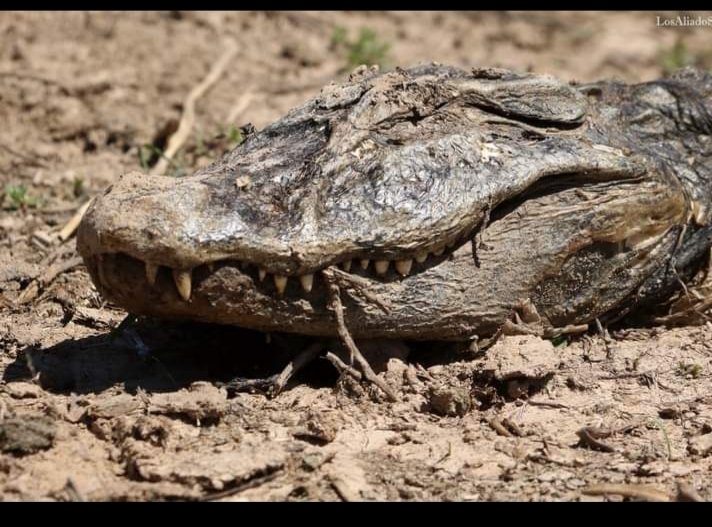 “El humedal” “sin agua”
Vamos para dos años de esta paradoja.
Para quienes lo recorremos desde hace años es una pesadilla que parece no terminar.
No veamos esto como algo lejano y ajeno, está más cerca de lo que muchos creen.
24-10-21 
LosAliadoS