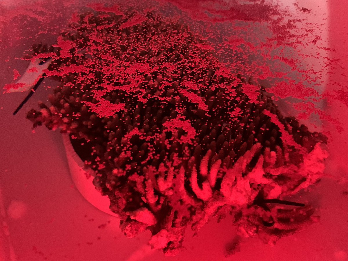 Coral spawning Oct2021 for the inshore corals at <a href="/aims_gov_au/">Australian Institute of Marine Science</a> and the classic red lights at <a href="/SeaSim_AIMS/">SeaSim</a>.