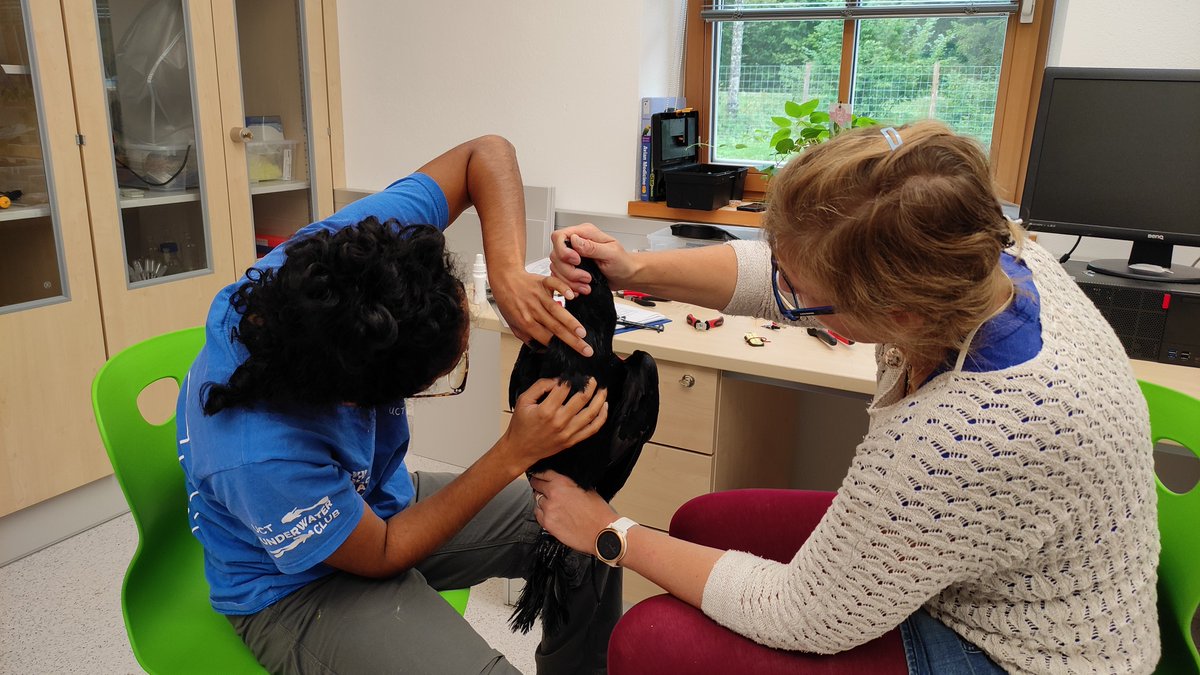 KLF_UniVienna's tweet image. Another season trying to trap wild #ravens at the 
@KLF_UniVienna
 for #biologging research and our team is looking for a replacement #netlauncher / #cannonnet (not handheld) - any recommendations? Please dm @JainVaralika or @PeSumas