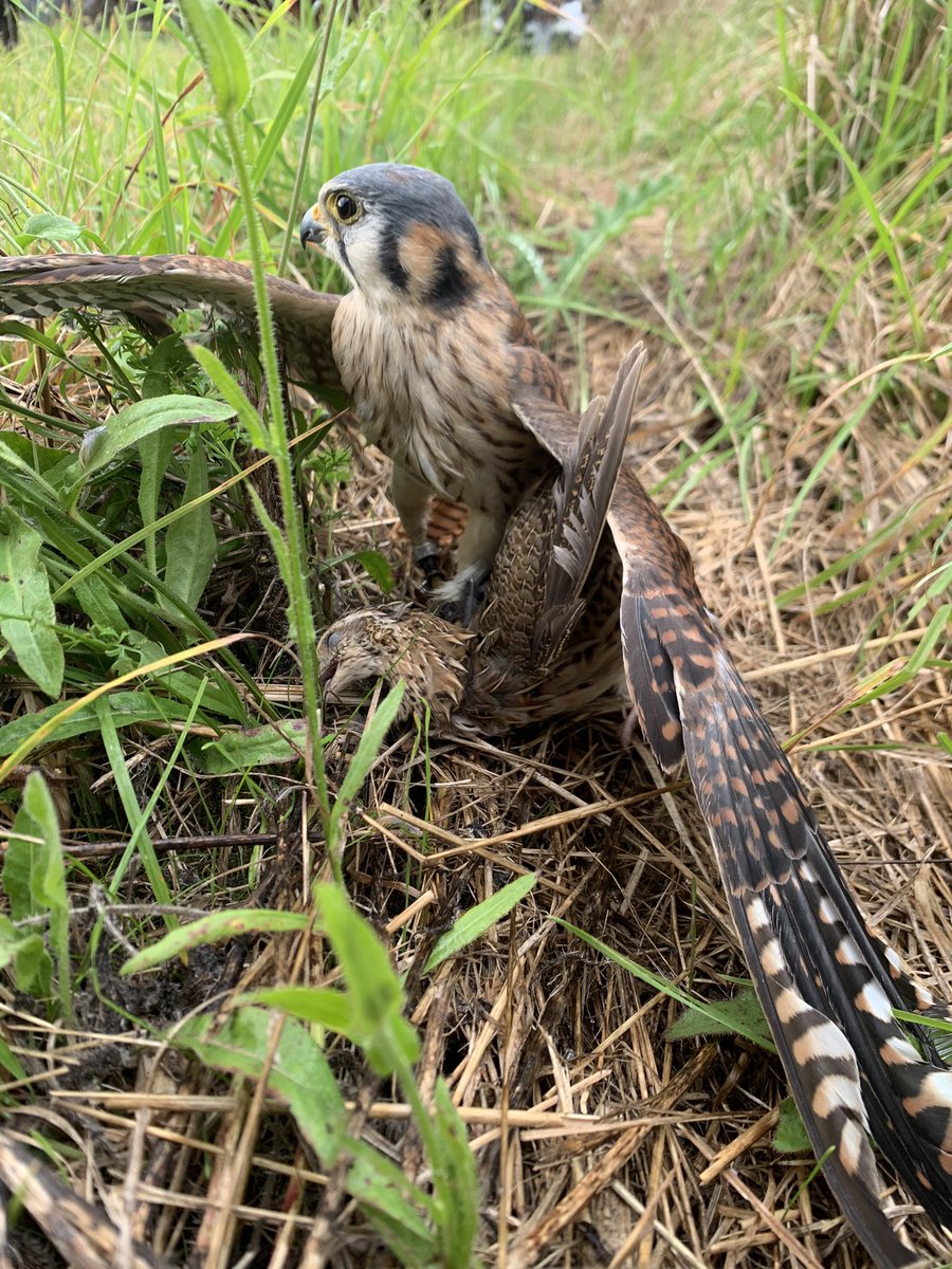 fauconnerieTeam's tweet photo. Faucon crécerelle américain sur  caille #chasseauvol https://t.co/gxQdX63ekX