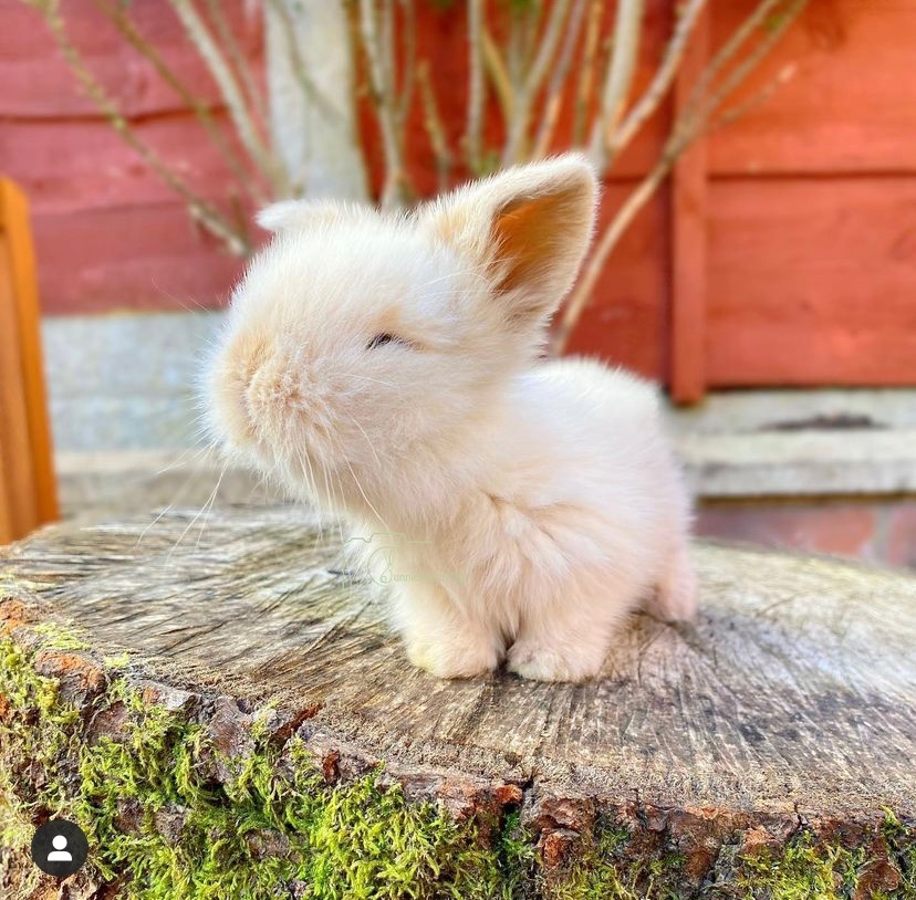 cute white baby rabbits