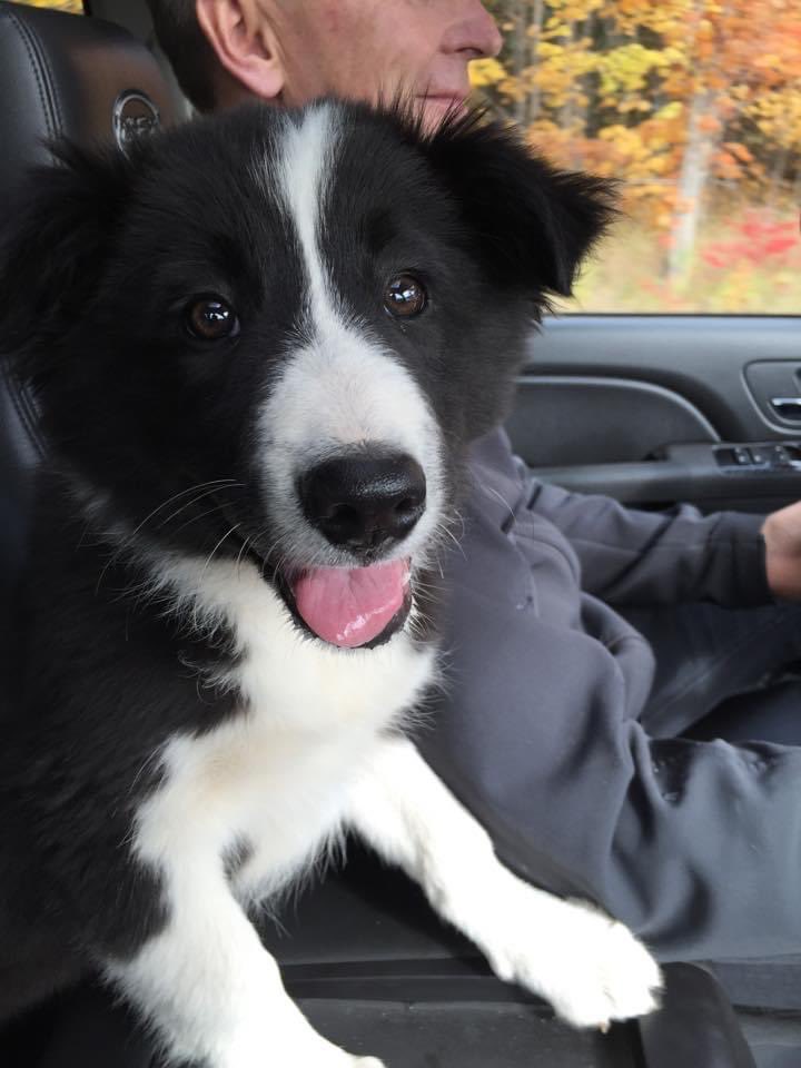 Highlander1705's tweet photo. @YourMorning 7 years ago on the way home from the breeder, Dave got his human name https://t.co/Me34QGth08