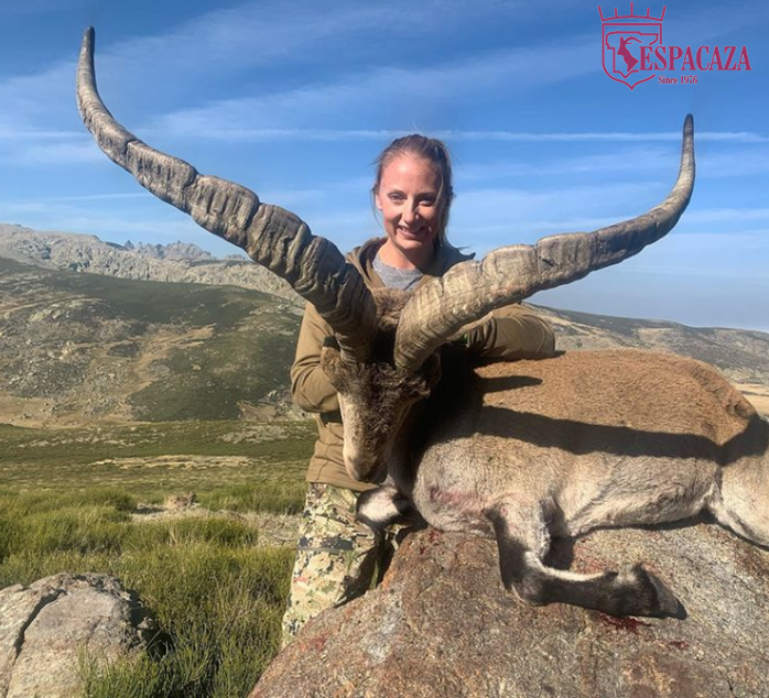 Gredos ibex harvested this week in Spain. Note the light cape color because this was an hermafrodite ibex. A rare specimen but not as unusual. He was 15 years old. A great trophy to take.
#espacaza #caza #hunt #jagd #conservationthroughhunting #cazayconservacin #gredosibex