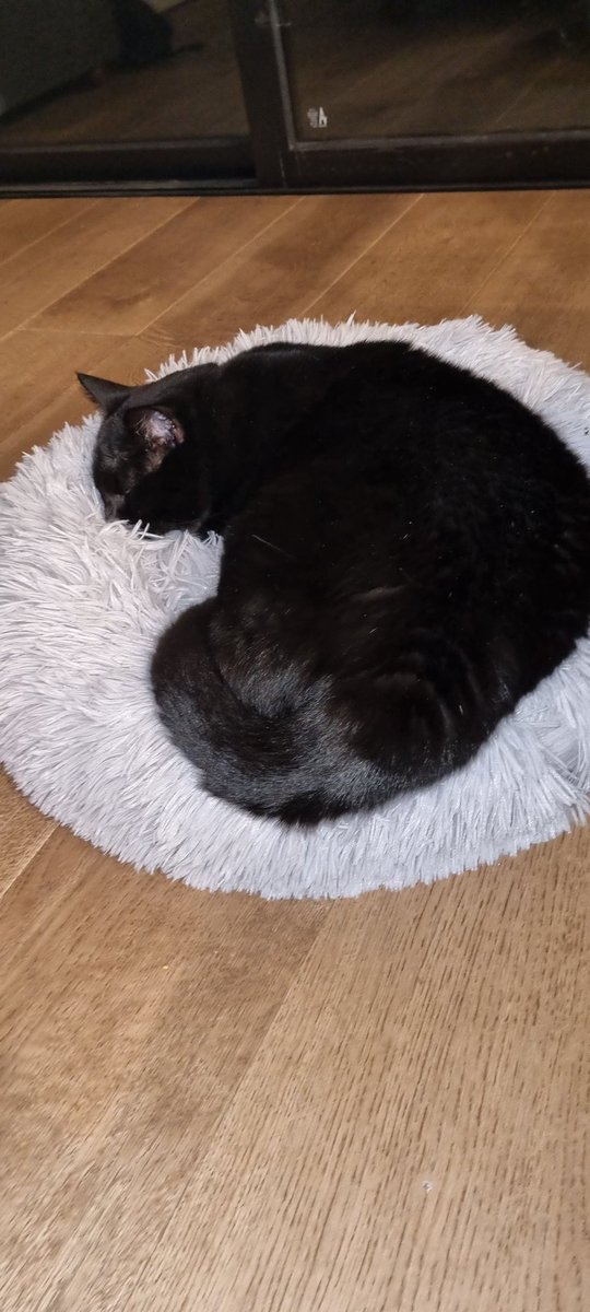 MelissaMitch4's tweet photo. Thanks for the new bed Mum 
#CatsOfTwitter https://t.co/6JbV1pLE08