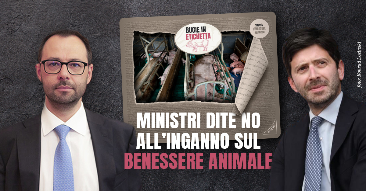 VvvRo's tweet photo. Con la vostra certificazione continuerà a essere finanziato chi alleva intensivamente e nell'irregolarità. @MinisteroSalute @robersperanza: chiediamo un bollino Benessere Animale chiaro e che favorisca la transizione! #BugieInEtichetta
https://t.co/0xr9hpzDLV