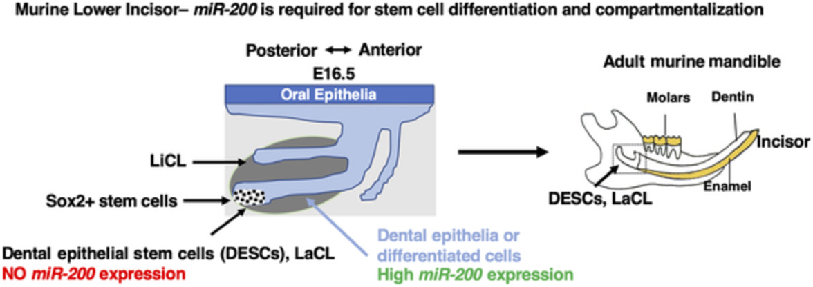StemCellsJournl's tweet photo. The miR‐200 family is required for ectodermal organ development through the regulation of the epithelial stem cell niche

#Ectoderm #Epigenetics #microRNA #ProgenitorCells #StemCellExpansion #StemCellPlasticity #TissueSpecificStemCells #TransgenicMouse

 https://t.co/5MTWdSLtqH https://t.co/O0GNfbnK4d